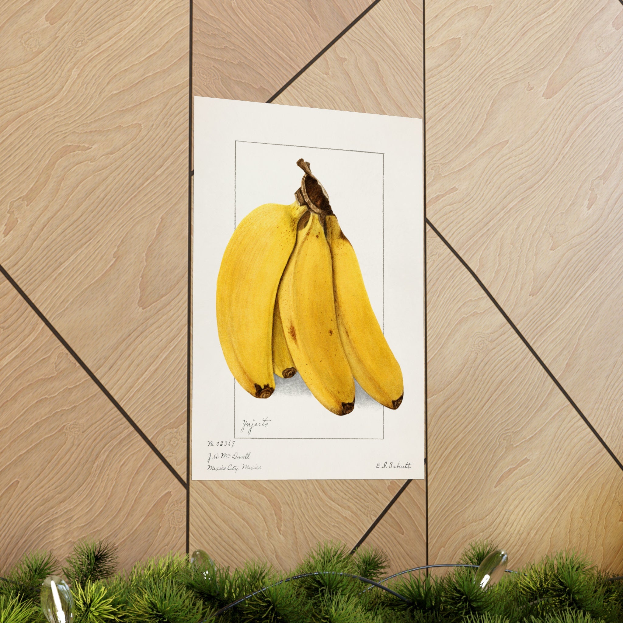 Bananas Watercolor Art Print, Vintage Pomological Poster, Perfect for Cafes and Kitchen Decor