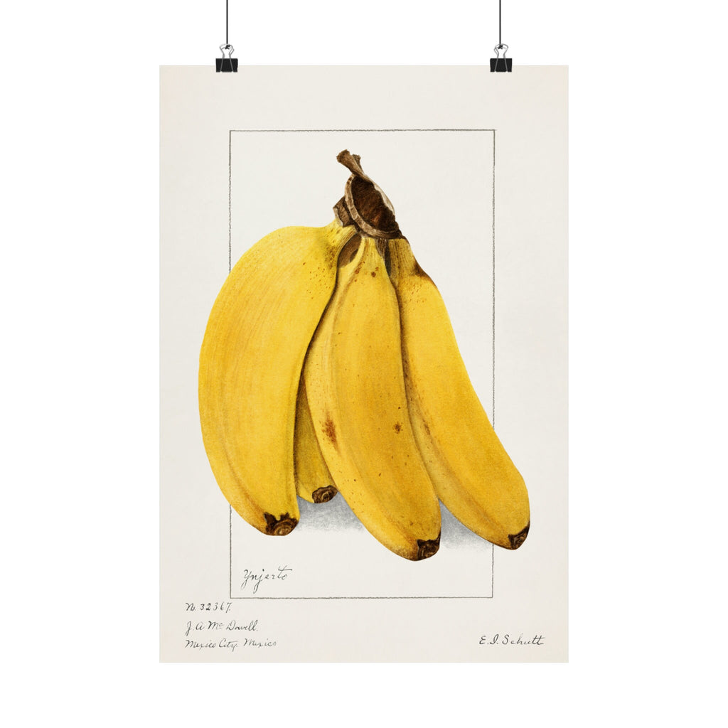 Vintage Banana Botanical Art Print by Ellen Isham Schutt
