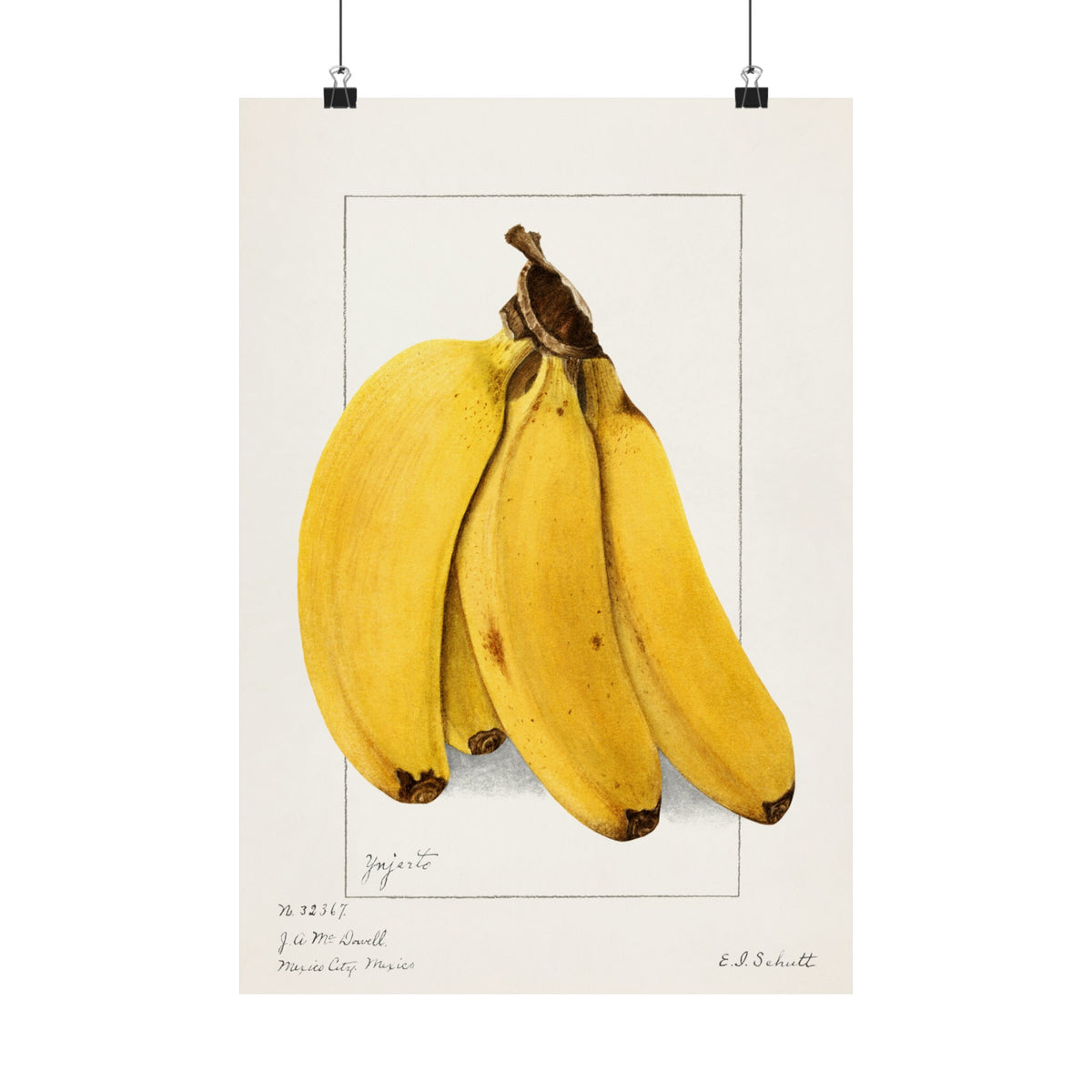 Vintage Banana Botanical Art Print by Ellen Isham Schutt