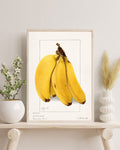 Art print of a 1904 watercolour by Ellen Isham Schutt showing a hand of bananas with green leaves.