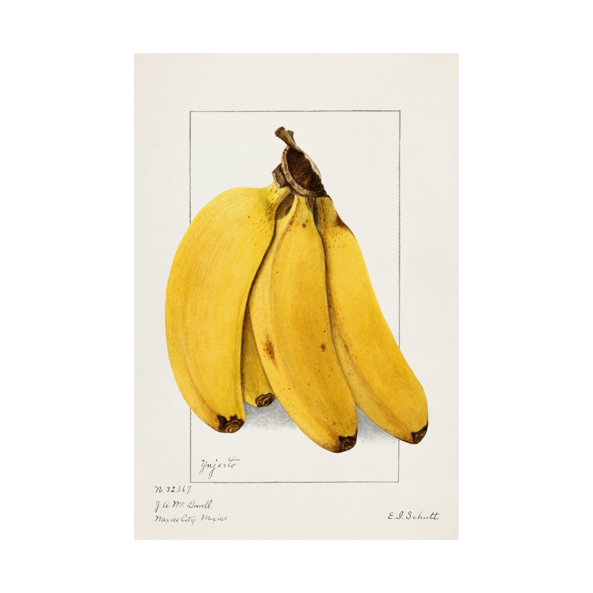 Bananas Watercolor Art Print, Vintage Pomological Poster, Perfect for Cafes and Kitchen Decor