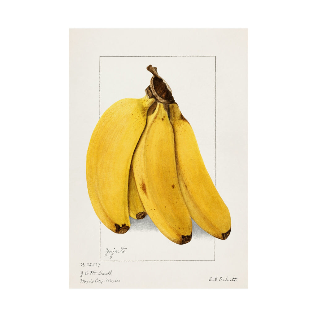 Vintage Banana Botanical Art Print by Ellen Isham Schutt