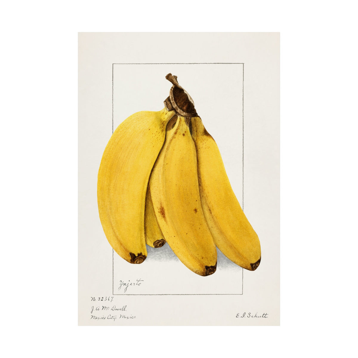 Vintage Banana Botanical Art Print by Ellen Isham Schutt
