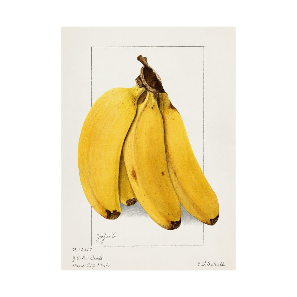 Vintage Banana Botanical Art Print by Ellen Isham Schutt