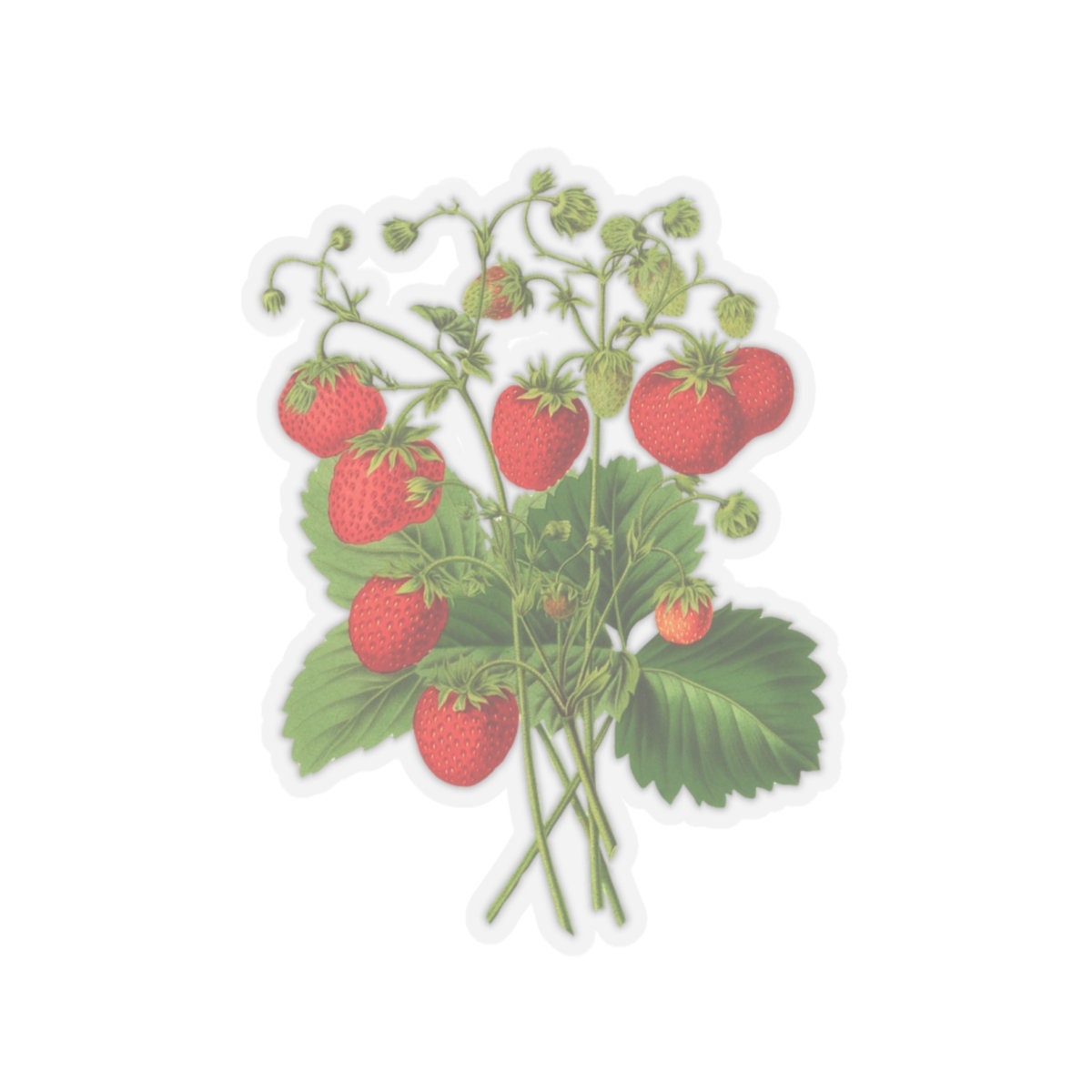 Strawberries Sticker with Leaves, Water Bottle Label, Summer Laptop Decal